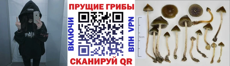 МЕГА рабочий сайт  цена наркотик  Баксан  Галлюциногенные грибы GOLDEN TEACHER 